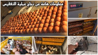 معلومات هامة لنجاح عملية التفقيس