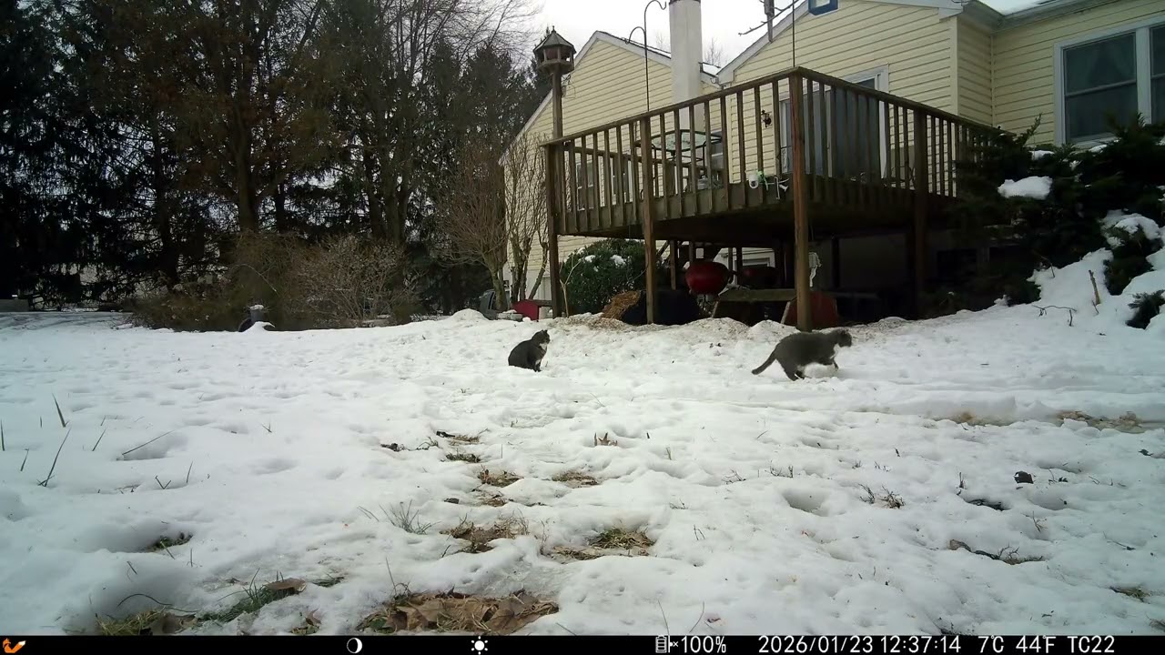 My NEW Trail Cam! 🎥 Deck Feeders, Stray Cats, and the Skunk Mission! 20250126 D