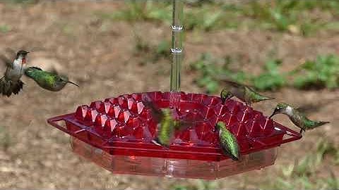 Lil Sweety - Hummingbird Feeder (Made in USA)