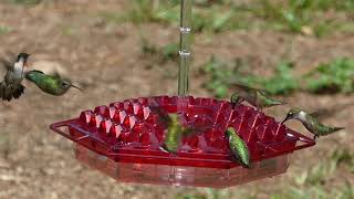 Lil Sweety  Hummingbird Feeder (Made in USA)