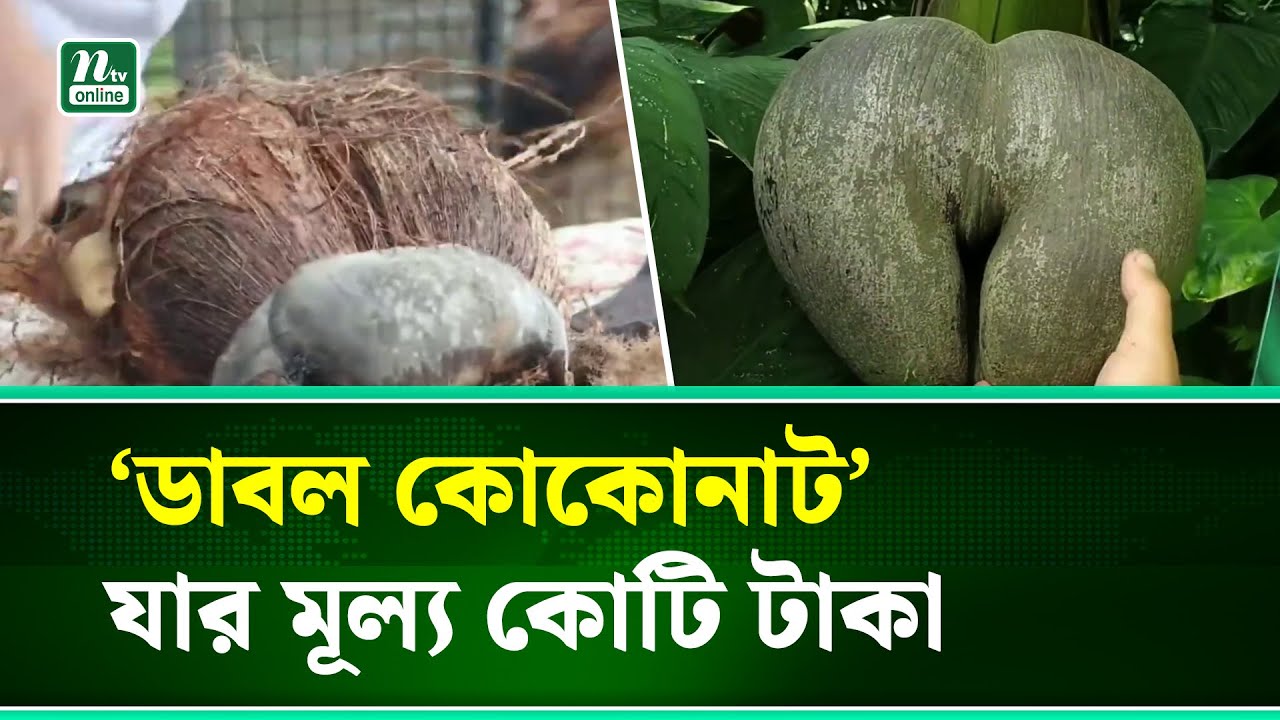 আলোচনায় কোটি টাকার ‘ডাবল কোকোনাট’ | Double Coconut | NTV NEWS