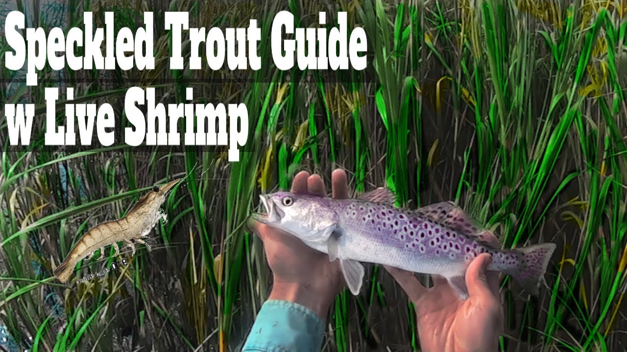 How To Catch Spotted & Speckled Sea Trout: Fishing With Live Shrimp Best  Saltwater Bait