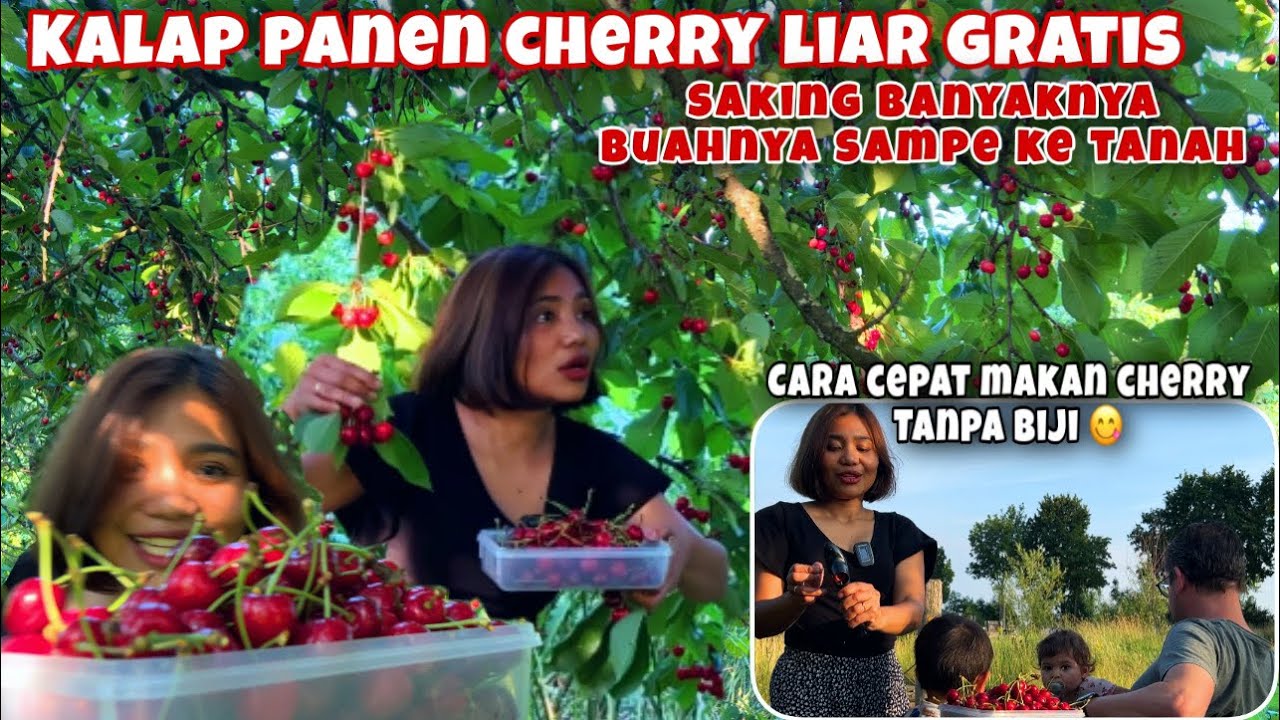 NEKAT MALAM-MALAM PANEN BUAH CHERRY GRATIS, BUAHNYA SAMPE KE TANAH