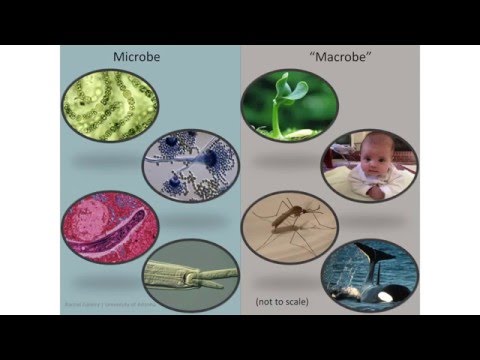 Soil Microbes in the Critical Zone, CZ Science Cafe Series, Rachel Gallery