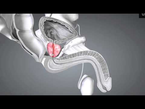 male-reproductive-anatomy