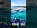 レスキューランディグ＆レスキューバーストサイコ～🥰 #Shorts #鴨川シーワールド #鴨シー #kamogawaseaworld #killerwhale #orca #シャチ