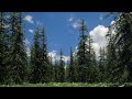 Mood setters  relaxing ambience  pine forest 4k