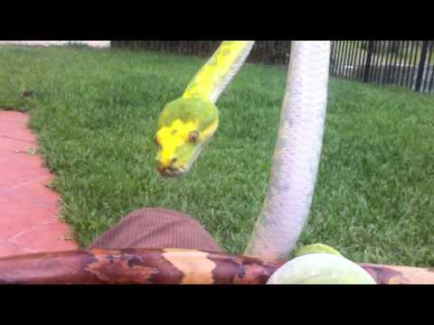 Biak Green Tree Python Handling
