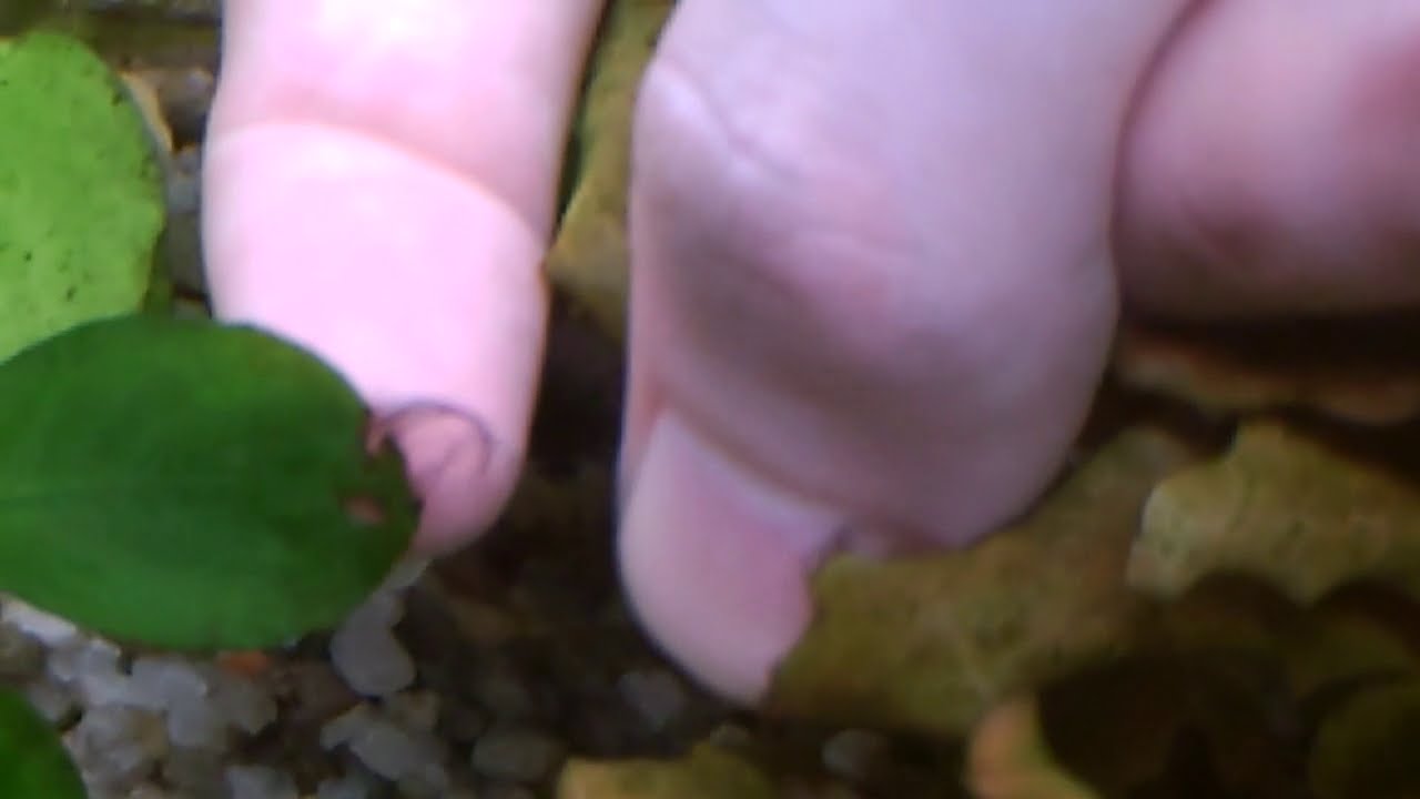 ELIMINANDO ALGAS PINCEL DE MI ACUARIO - DIARIO DE UN ACUARIO