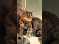 Music for restless cats #calmmusicforcats #catentertainment #catrelaxation #cute