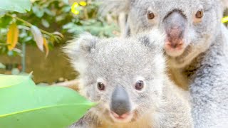 ママの袋から出て来たばかりのコアラが可愛過ぎる!!!【長崎バイオパーク×東山動植物園】