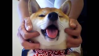 柴犬ちゃんにマッサージをしてみた→かわいいとろけ顔になっちゃった！😂【PECO TV】