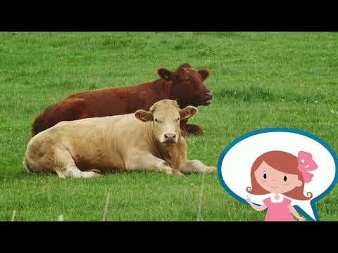 Video Bé học tiếng anh về động vật --Con bò --Học Tiếng Anh... - YouTube