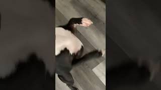 Boston Terrier Spins & Jumps For A Bone!