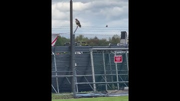 Mocking bird attacks hawk #mockingbird #hawk  #birds @emmari6936