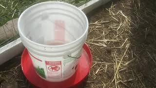 DIY Chickens 5 gallon water bucket!!