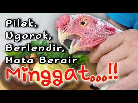 Mujarab‼️Obat Tradisional Untuk Ayam Sakit Pilek (Ngorok, & Berlendir) Terbukti Ampuh