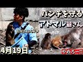 【パンチを守れ！】今日のパンチくんをお届けします2026.4.19 市川市動植物園 #Punch the monkey #がんばれパンチ 