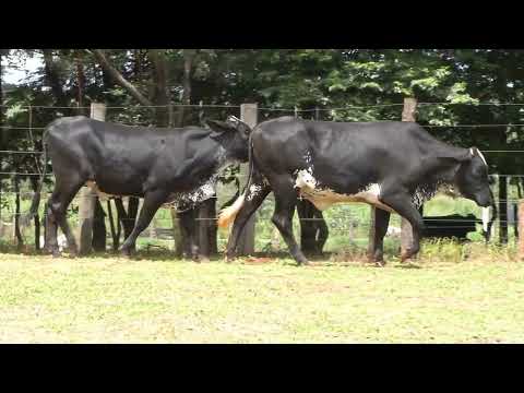 LOTE 56 • 28º LEILÃO MATRIZES TOP LEITE GIROLANDO BELA VISTA • 1308  1371