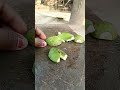 টেস্টি টেস্টি আমের ভর্তা 🤤😍#ytshorts #food #viral #trending #mango #chat #share