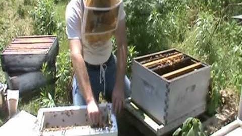 Transferring A 5 Frame Nuc Into 10 Frame Deep Box