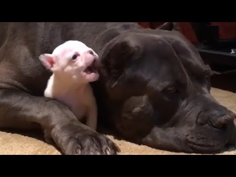 Big Dog Babysits Tiny Puppy And It's Way Too Cute