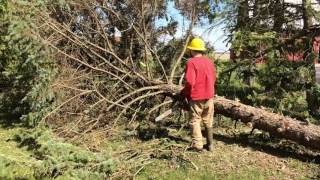 Tree Felling with the Kubota U35 Mini Excavator