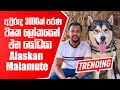 අවුරුදු 3000ක් පරණ වෘක ලෝකයෙන් එන යෝධයා Alaskan Malamute | Pet Talk