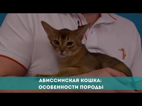 Абиссинская кошка: особенности породы