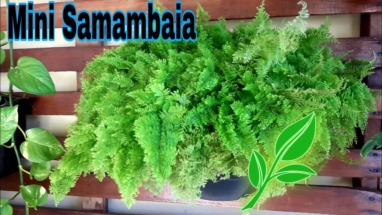 Samambaia Havaiana ou Mini Samambaia/Tudo sobre ela 🌱