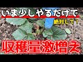 【イチゴ育ててる人必見！】いま手を抜かずに必ずやってほしいこと。【家庭菜園】
