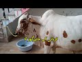 بڑی عید بڑی قربانی زوالحج کا مہینہ اور قربانی کے جانور۔محبت اور کئیر