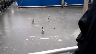 Ice at the dock