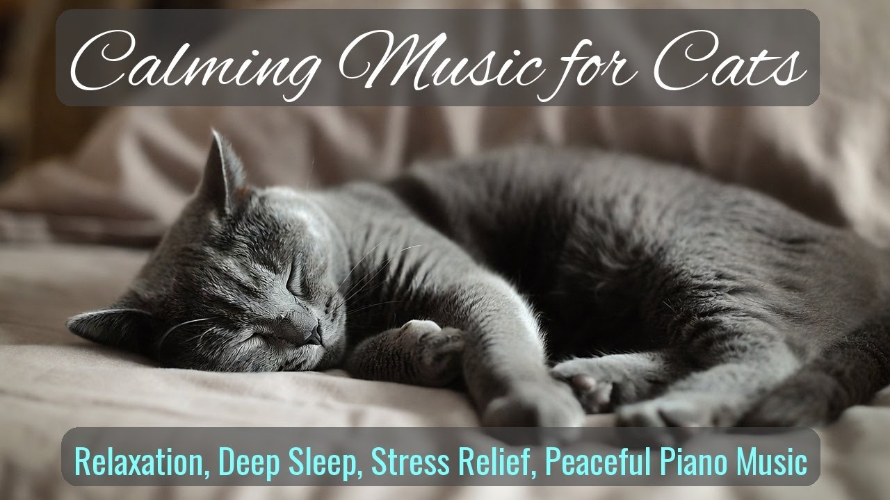 LIVE Cozy Kitten Sleep Video for Stress Relief 😴 | Season 66