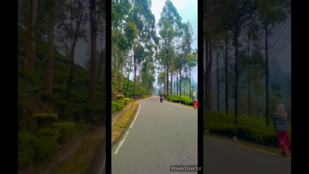 high forest 😊 road 🛣️ 