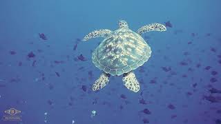 Open Ocean: 10 Hours of Relaxing underwater | BBC Earth