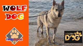 KURTLAR ORMANDAN PLAJA İNDİ  WOLFDOG  KURT MU KÖPEK Mİ