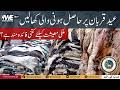 Can Sacrificial Animal Skins Boost Pakistan’s Economy? Big Eid Opportunity!