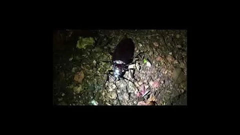 Дровосек-титан