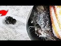 Man Finds Frozen Cat by the Roadside And Immediately Takes Action