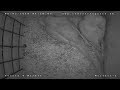 Ringneck Parrots Manchester Live Stream Ringneck Babies