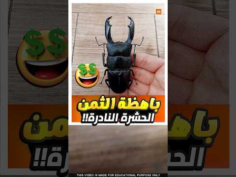 أغلى حشرة في العالم