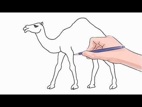 How to Draw a Camel Easy Step by Step - YouTube