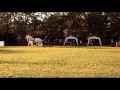 Cavalos Percheron - Boituva