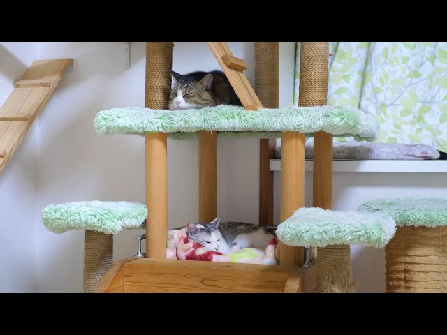 姉ちゃんの部屋で遊び、姉ちゃんの上で寝るボス猫