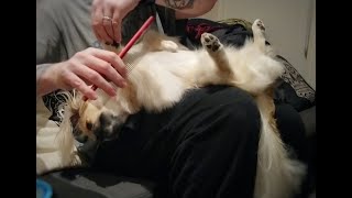 Brushing (your dog) In Lockdown by Dog Grooming Trans-fur-mations 68 views 3 years ago 1 minute, 30 seconds