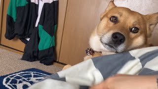 昼寝をする犬（雑種犬） by とろの日常 2,449 views 3 weeks ago 1 minute, 31 seconds