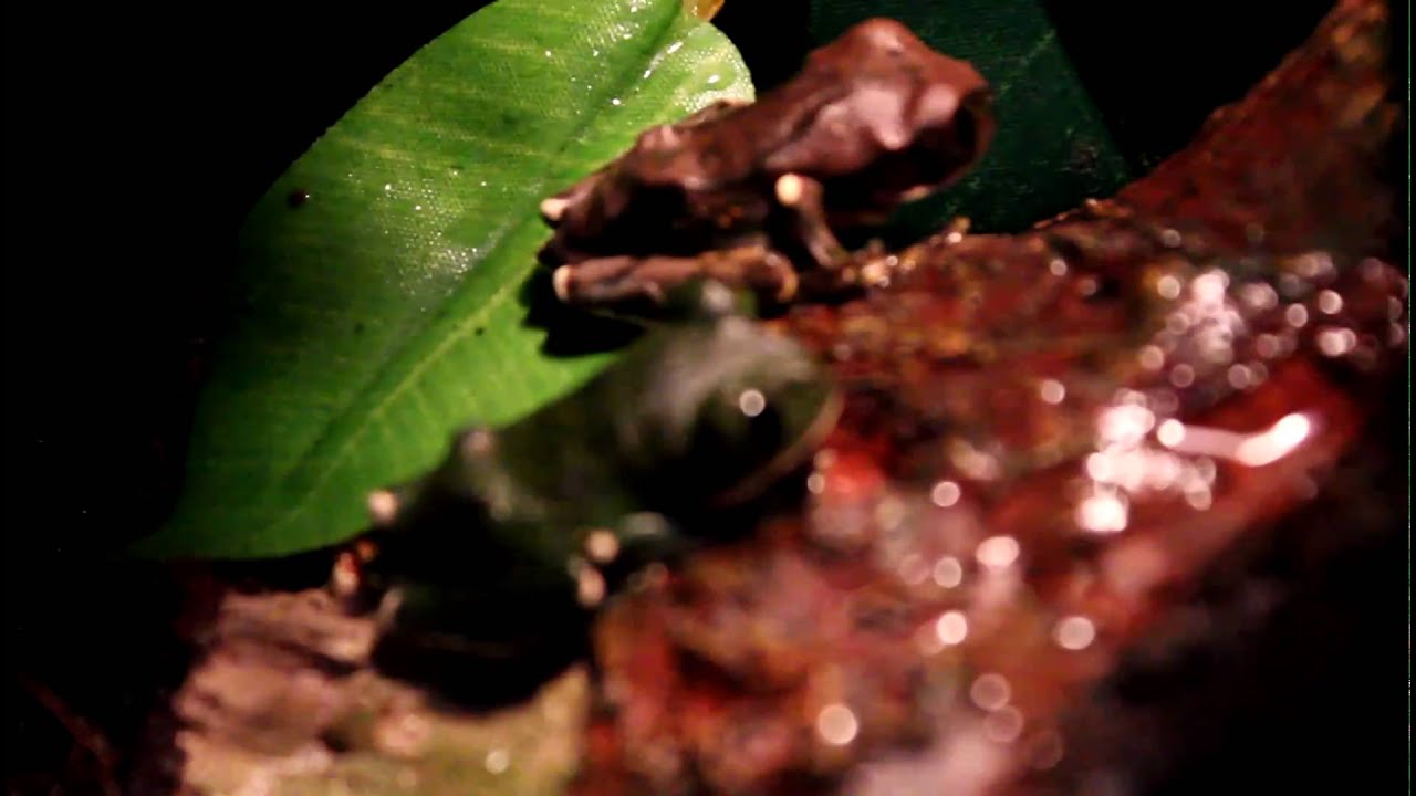 #46 Exo Terra Contest Entry 2011 - Yellow-spotted Tree Frog (Leptopelis flavomaculatus) Terrarium