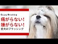 【飼い主向け】痛がらない！嫌がらない！ブラッシングのコツ