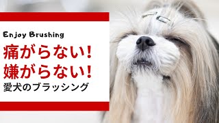 【飼い主向け】痛がらない！嫌がらない！ブラッシングのコツ